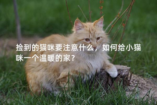 捡到的猫咪要注意什么，如何给小猫咪一个温暖的家？