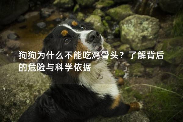 狗狗为什么不能吃鸡骨头？了解背后的危险与科学依据
