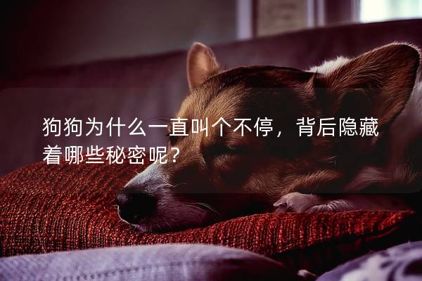 狗狗为什么一直叫个不停，背后隐藏着哪些秘密呢？