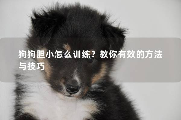 狗狗胆小怎么训练？教你有效的方法与技巧