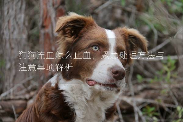 狗狗流血怎么止血，紧急处理方法与注意事项解析