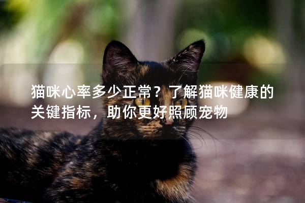 猫咪心率多少正常？了解猫咪健康的关键指标，助你更好照顾宠物