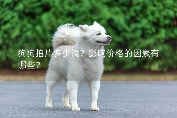 狗狗拍片多少钱？影响价格的因素有哪些？