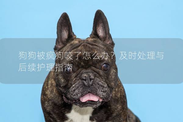 狗狗被疯狗咬了怎么办？及时处理与后续护理指南