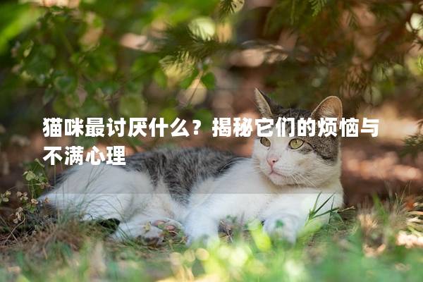 猫咪最讨厌什么？揭秘它们的烦恼与不满心理