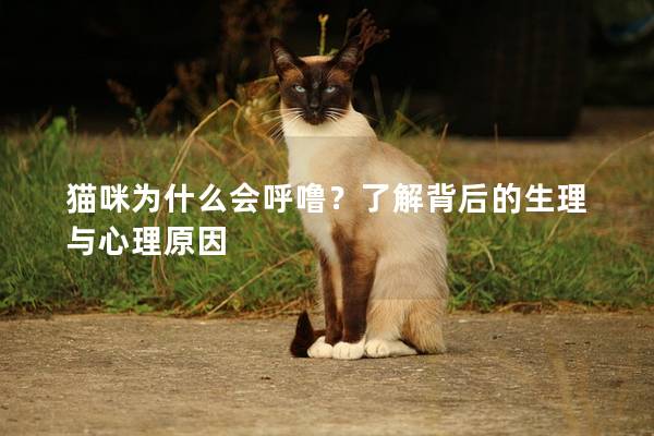 猫咪为什么会呼噜？了解背后的生理与心理原因