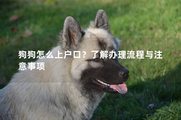 狗狗怎么上户口？了解办理流程与注意事项