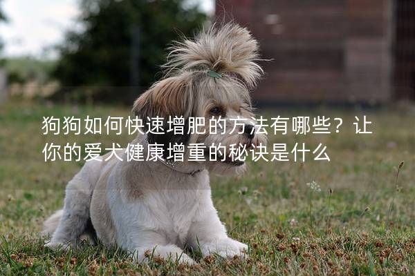 狗狗如何快速增肥的方法有哪些？让你的爱犬健康增重的秘诀是什么