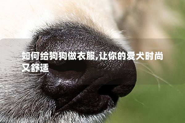 如何给狗狗做衣服,让你的爱犬时尚又舒适
