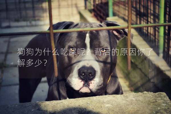 狗狗为什么吃屎呢？背后的原因你了解多少？
