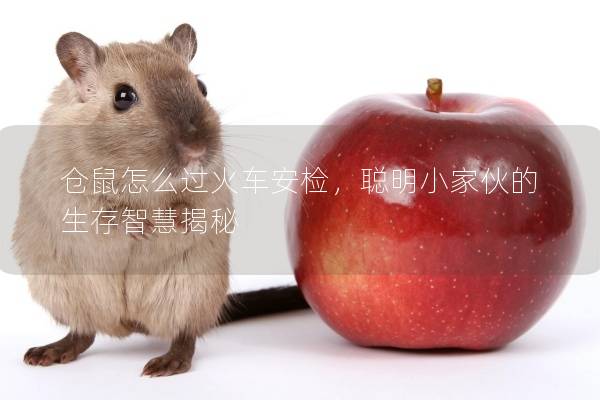 仓鼠怎么过火车安检，聪明小家伙的生存智慧揭秘