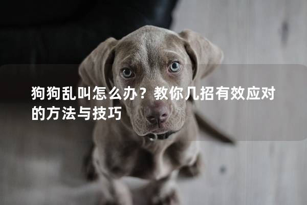 狗狗乱叫怎么办?教你几招有效应对的方法与技巧 狗狗乱叫怎么办?教你几招有效应对的方法与技巧
