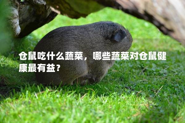 仓鼠吃什么蔬菜，哪些蔬菜对仓鼠健康最有益？
