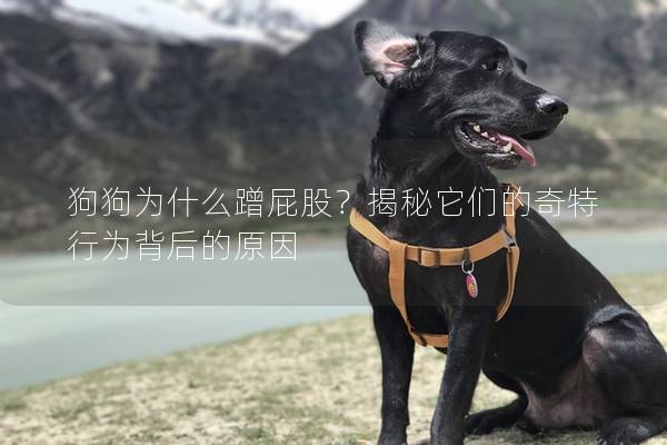 狗狗为什么蹭屁股？揭秘它们的奇特行为背后的原因