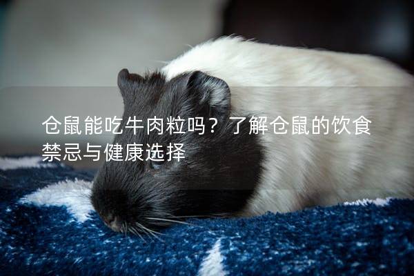 仓鼠能吃牛肉粒吗？了解仓鼠的饮食禁忌与健康选择