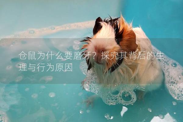 仓鼠为什么要磨牙？探究其背后的生理与行为原因