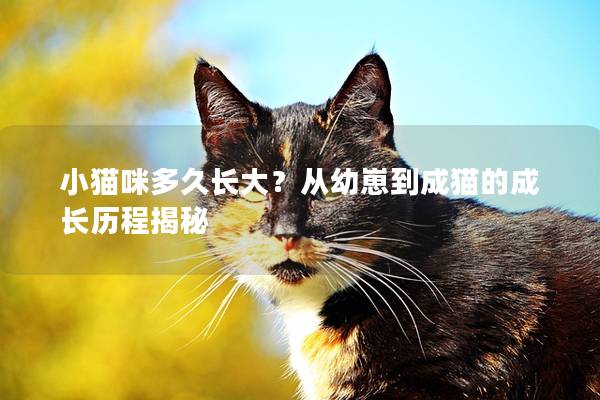 小猫咪多久长大?从幼崽到成猫的成长历程揭秘 小猫咪多久长大?从幼崽到成猫的成长历程揭秘