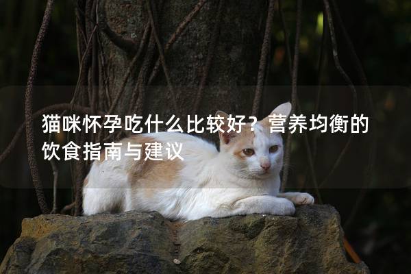 猫咪怀孕吃什么比较好？营养均衡的饮食指南与建议