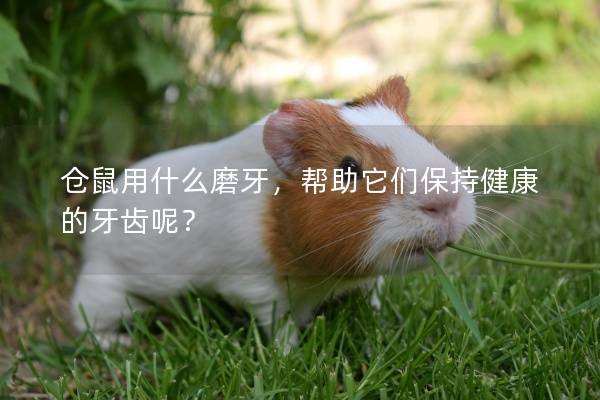 仓鼠用什么磨牙，帮助它们保持健康的牙齿呢？