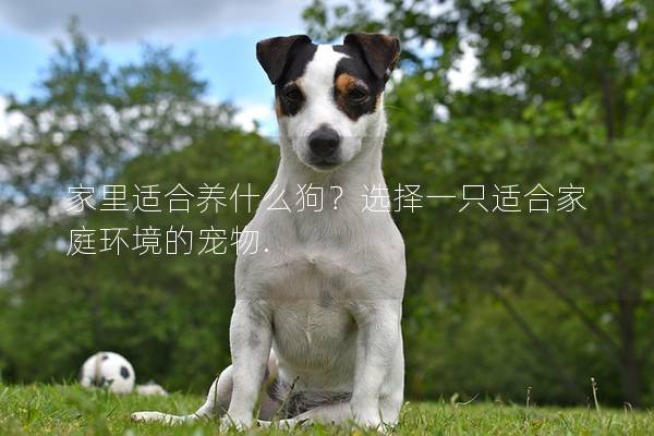 家里适合养什么狗?选择一只适合家庭环境的宠物. 家里适合养什么狗?选择一只适合家庭环境的宠物.