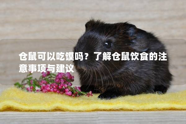仓鼠可以吃馍吗？了解仓鼠饮食的注意事项与建议