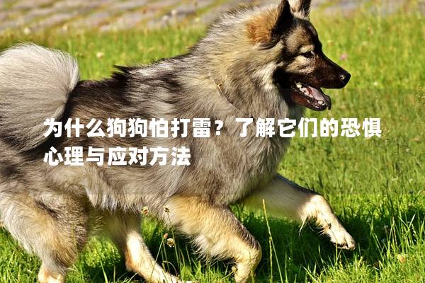 为什么狗狗怕打雷？了解它们的恐惧心理与应对方法