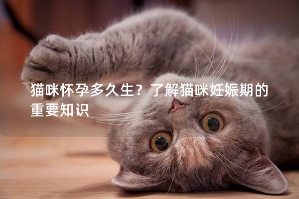 猫咪怀孕多久生？了解猫咪妊娠期的重要知识