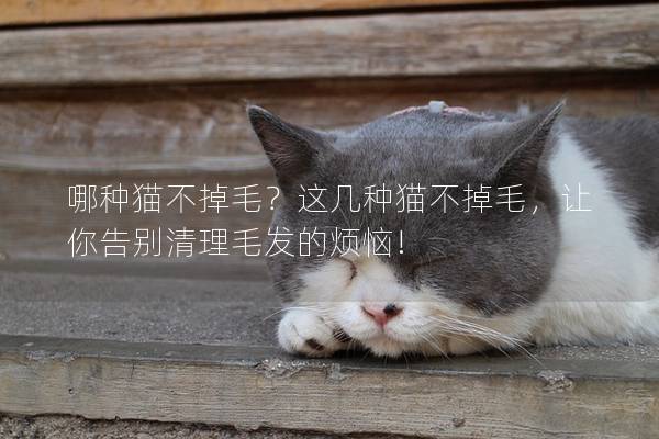 哪种猫不掉毛?这几种猫不掉毛,让你告别清理毛发的烦恼! 哪种猫不掉毛?这几种猫不掉毛,让你告别清理毛发的烦恼!