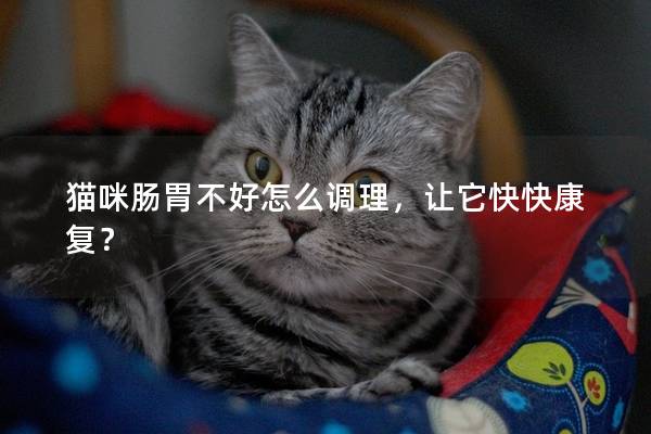 猫咪肠胃不好怎么调理，让它快快康复？