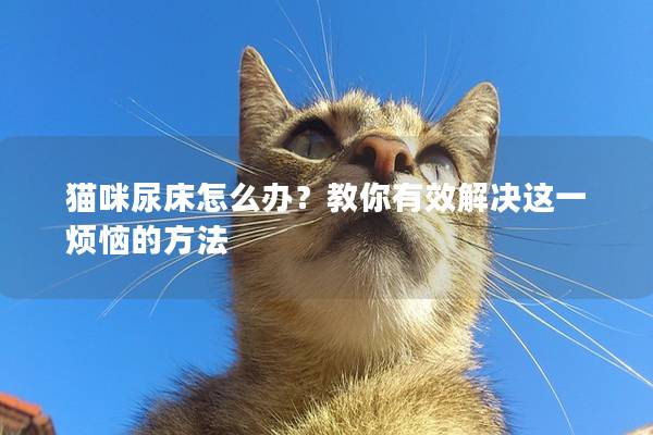 猫咪尿床怎么办？教你有效解决这一烦恼的方法