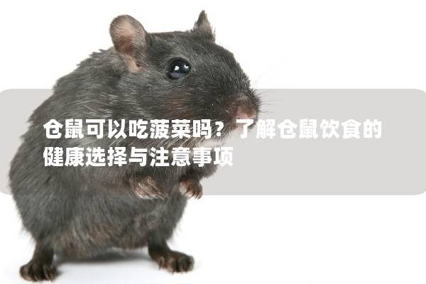 仓鼠可以吃菠菜吗？了解仓鼠饮食的健康选择与注意事项