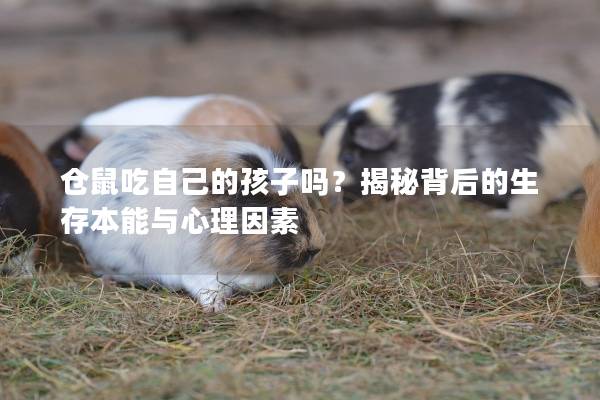 仓鼠吃自己的孩子吗?揭秘背后的生存本能与心理因素 仓鼠吃自己的孩子吗?揭秘背后的生存本能与心理因素