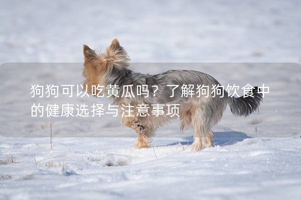 狗狗可以吃黄瓜吗?了解狗狗饮食中的健康选择与注意事项 狗狗可以吃黄瓜吗?了解狗狗饮食中的健康选择与注意事项
