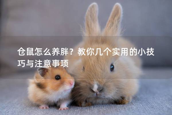 仓鼠怎么养胖？教你几个实用的小技巧与注意事项