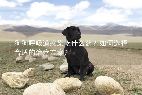 狗狗呼吸道感染吃什么药？如何选择合适的治疗方案？