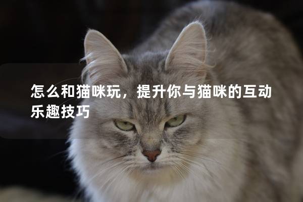 怎么和猫咪玩，提升你与猫咪的互动乐趣技巧