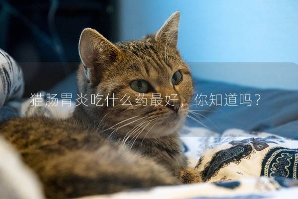 猫肠胃炎吃什么药最好，你知道吗？