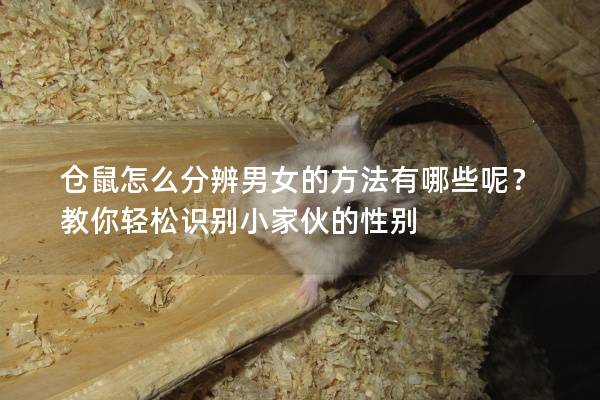 仓鼠怎么分辨男女的方法有哪些呢？教你轻松识别小家伙的性别
