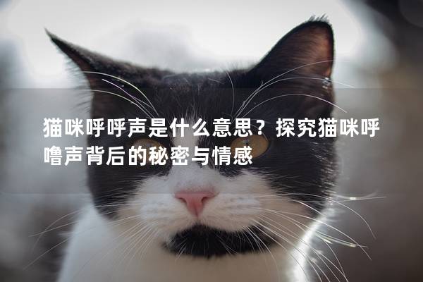 猫咪呼呼声是什么意思？探究猫咪呼噜声背后的秘密与情感