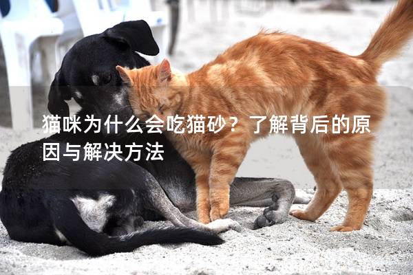 猫咪为什么会吃猫砂？了解背后的原因与解决方法