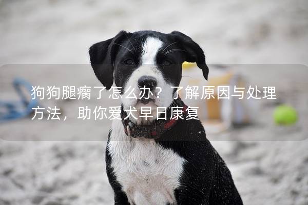 狗狗腿瘸了怎么办？了解原因与处理方法，助你爱犬早日康复