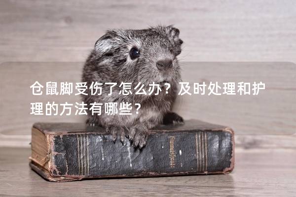 仓鼠脚受伤了怎么办？及时处理和护理的方法有哪些？