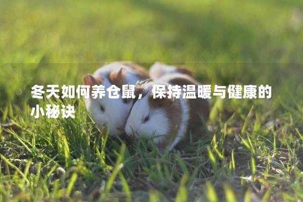 冬天如何养仓鼠，保持温暖与健康的小秘诀