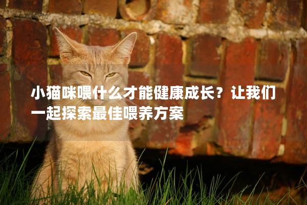 小猫咪喂什么才能健康成长？让我们一起探索最佳喂养方案