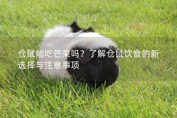 仓鼠能吃芒果吗？了解仓鼠饮食的新选择与注意事项