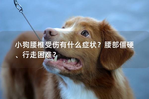 小狗腰椎受伤有什么症状？腰部僵硬、行走困难？