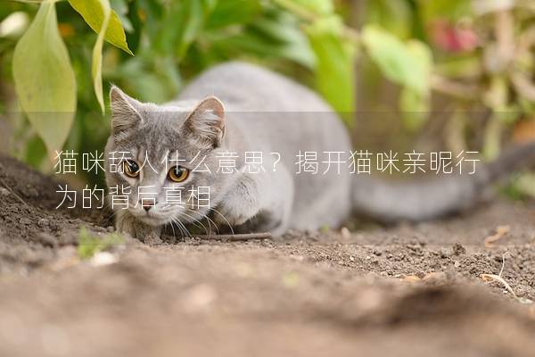 猫咪舔人什么意思？揭开猫咪亲昵行为的背后真相