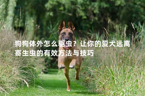 狗狗体外怎么驱虫？让你的爱犬远离寄生虫的有效方法与技巧