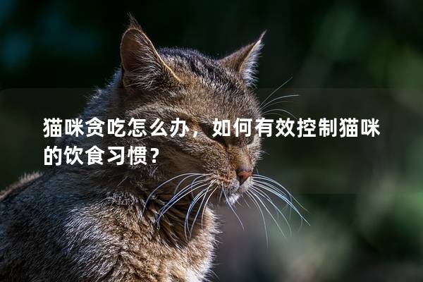 猫咪贪吃怎么办，如何有效控制猫咪的饮食习惯？