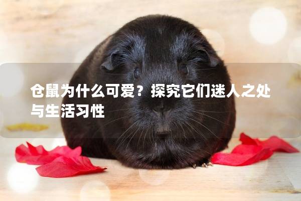 仓鼠为什么可爱？探究它们迷人之处与生活习性
